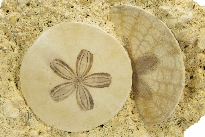 Two Fossil Sand Dollars (Scutella) - France #317755
